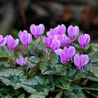 5 bulbes d'automne à planter en été, pour ne pas les oublier !