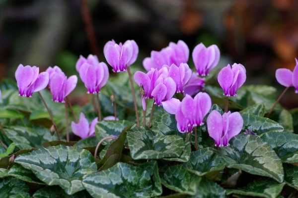 5 bulbes d'automne à planter en été, pour ne pas les oublier !