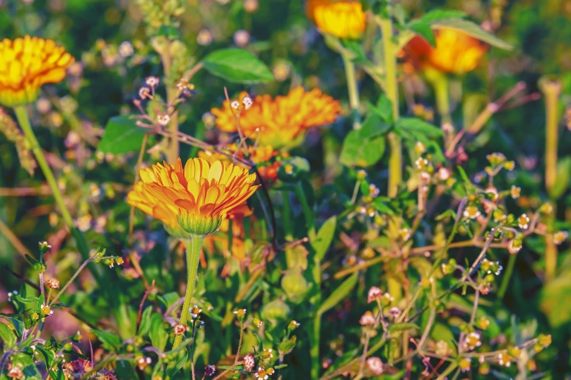 souci fleurs