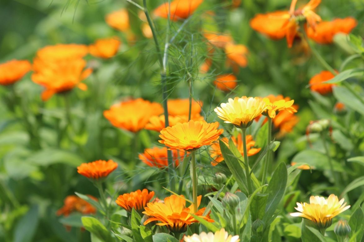 souci fleurs