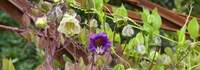 Cobée, Cobaea scandens : semis, plantation