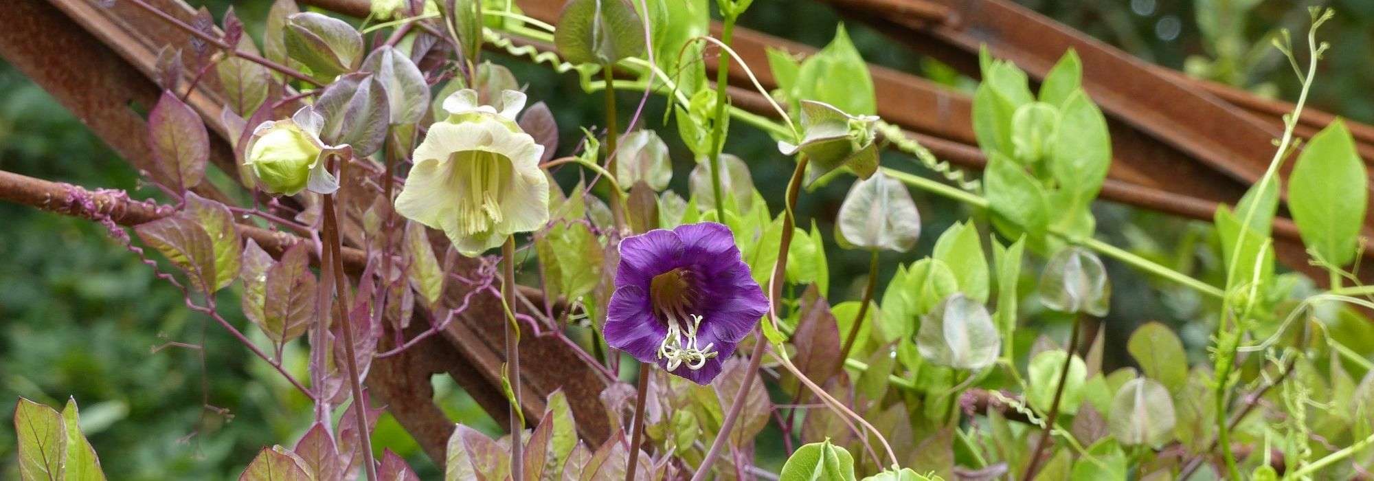 Cobée, cobaea scandens : semis, plantation et entretien - Nos