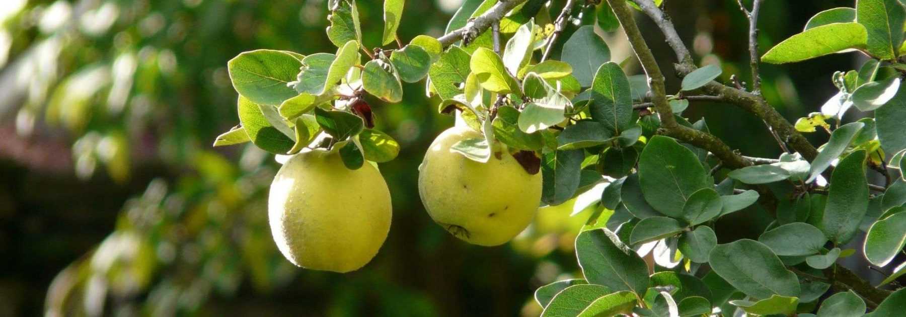 Cognassier, arbre à coing : planter, tailler et entretenir