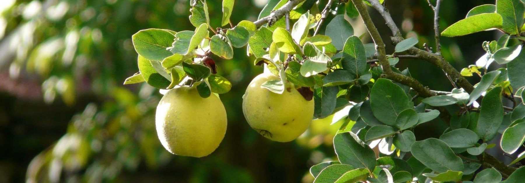 Cognassiers à fruits : planter, tailler, entretenir -Promesse de