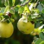 Cognassier, arbre à coing  : planter, tailler et entretenir