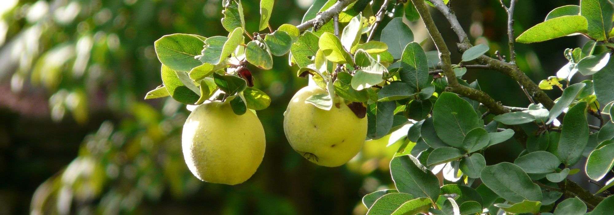 Cognassier, arbre à coing  : planter, tailler et entretenir