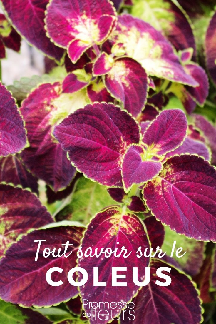 coleus, coliole