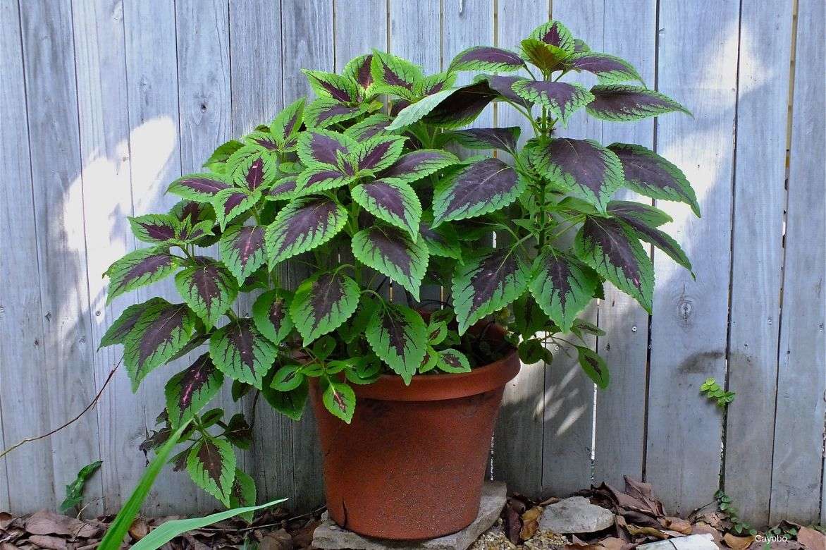 coleus en pot