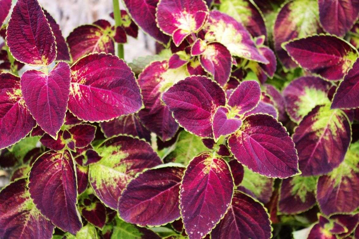 coleus