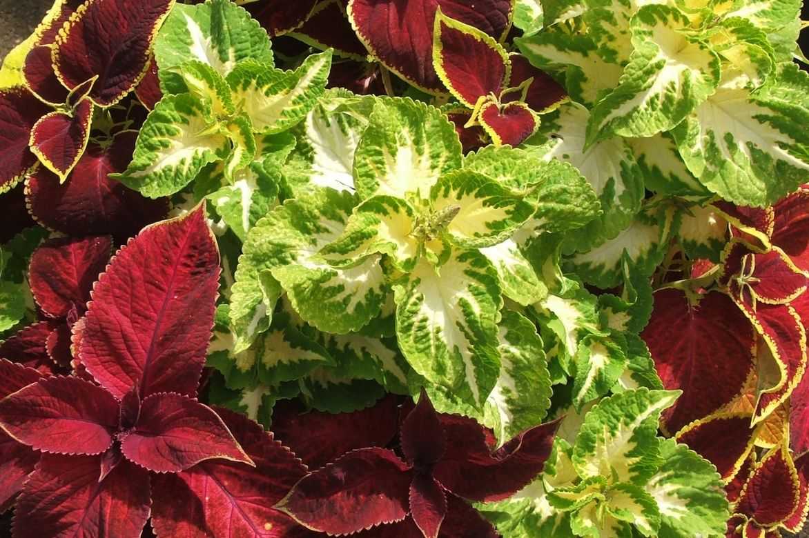 coleus