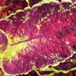 Coleus : semer, planter, entretenir