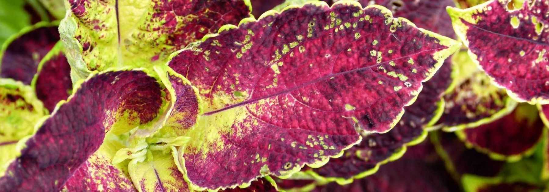 Coleus : semis, plantation, entretien - Nos conseils