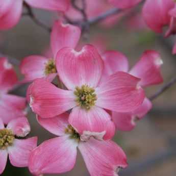 Mes 10 cornouillers à fleurs préférés