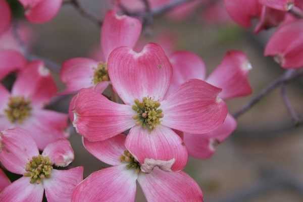 Mes 10 cornouillers à fleurs préférés