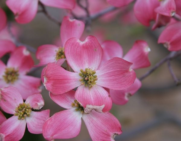 Mes 10 cornouillers à fleurs préférés