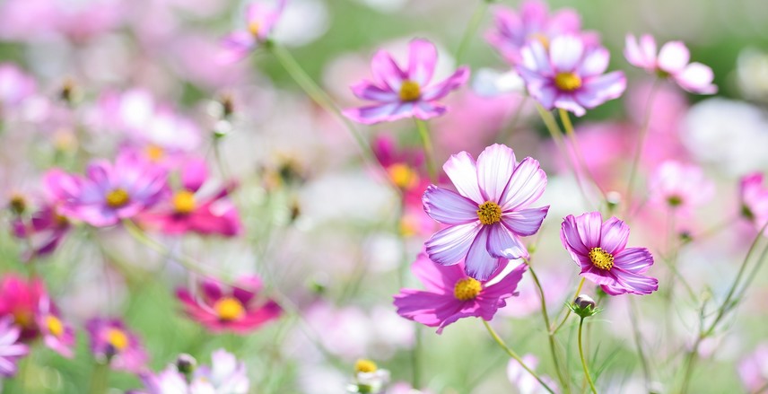 fleurs à couper pour de beaux bouquets