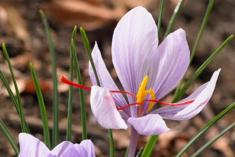 Crocus à safran, crocus sativus