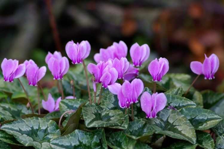 Cyclamen d'automne