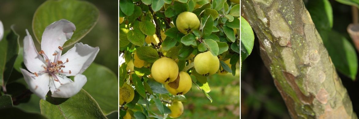 cognassier à fruits