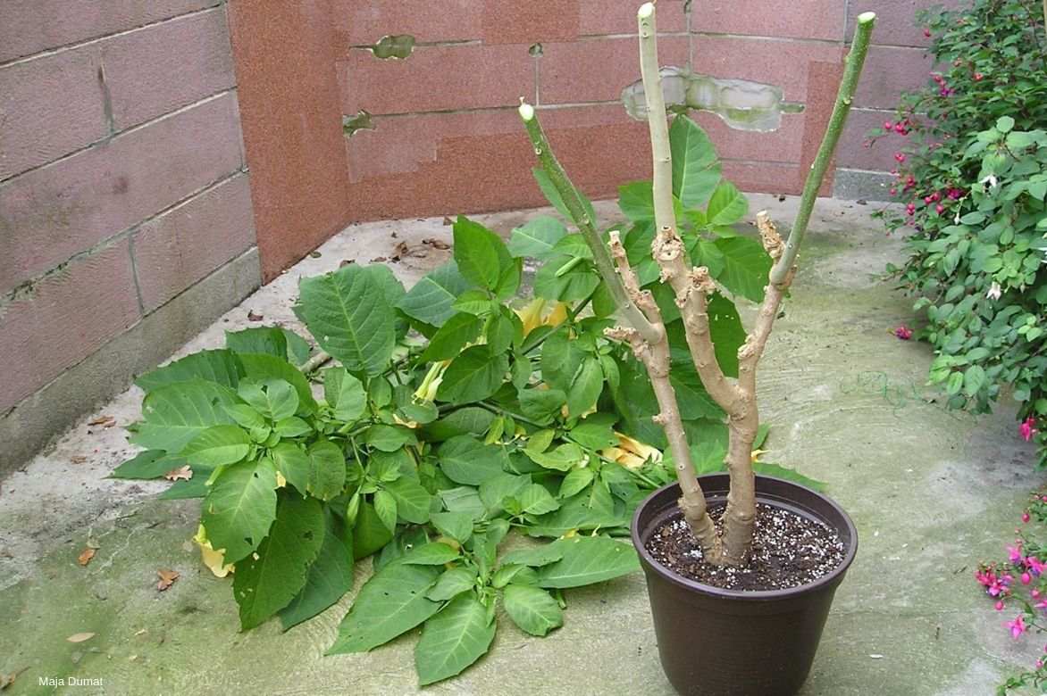 datura, brugmansia