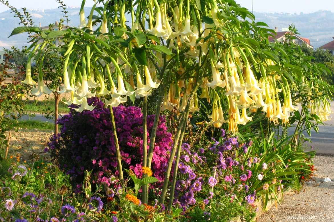 Datura et Brugmansia : semer, planter et entretenir - Nos conseils