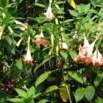 Datura et Brugmansia : semer, planter et entretenir