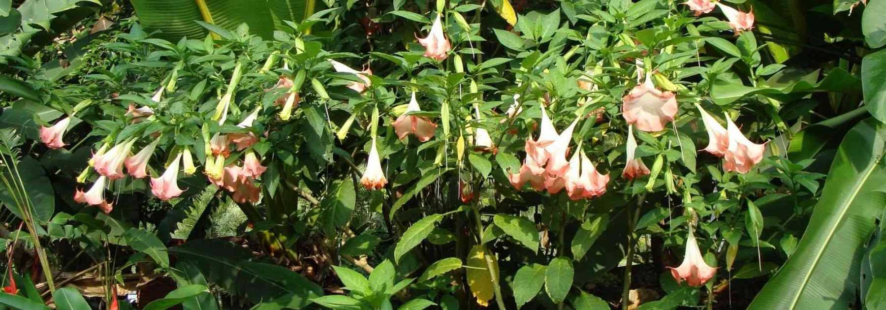 Datura et Brugmansia : semer, planter et entretenir