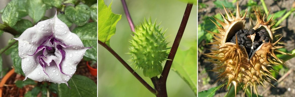 datura