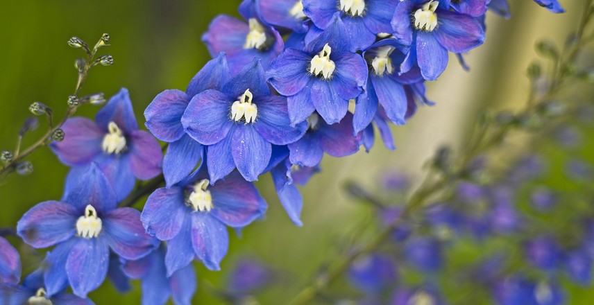 fleurs à couper pour de beaux bouquets