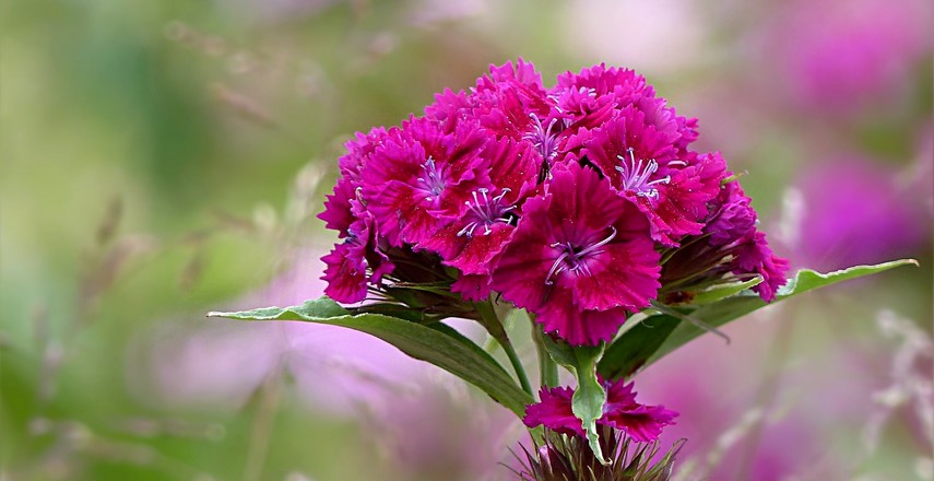 fleurs à couper pour de beaux bouquets