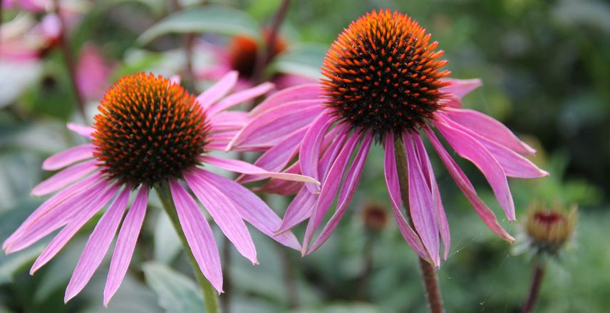 fleurs à couper pour de beaux bouquets