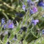 Echium, Vipérine  : semer, planter et entretenir