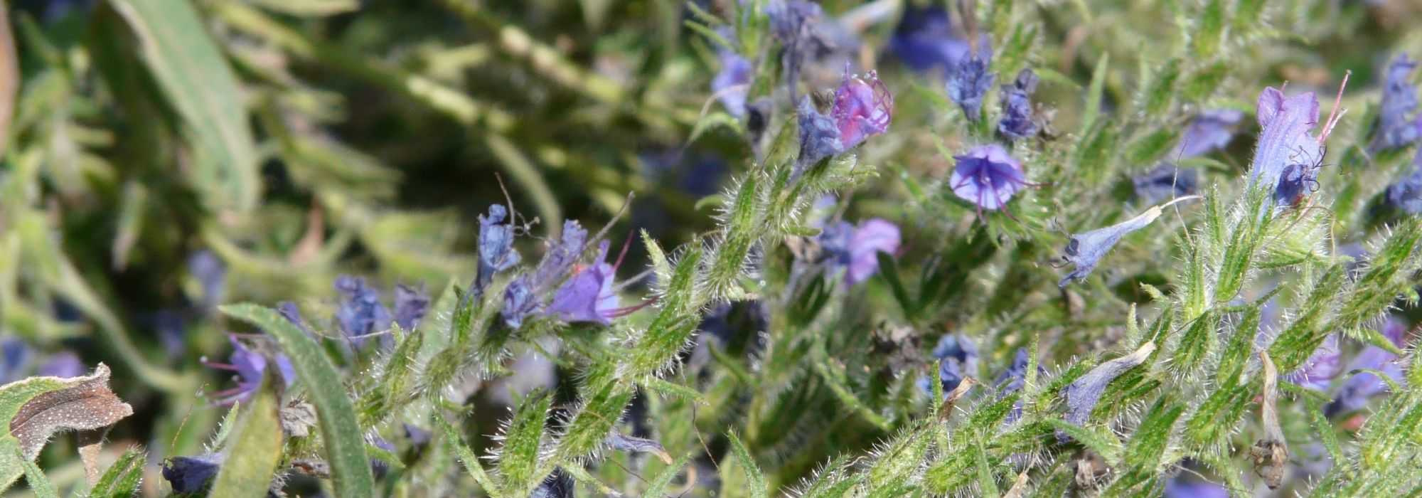 Echium, Vipérine  : semer, planter et entretenir