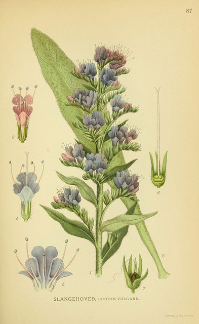 echium ou vipérine