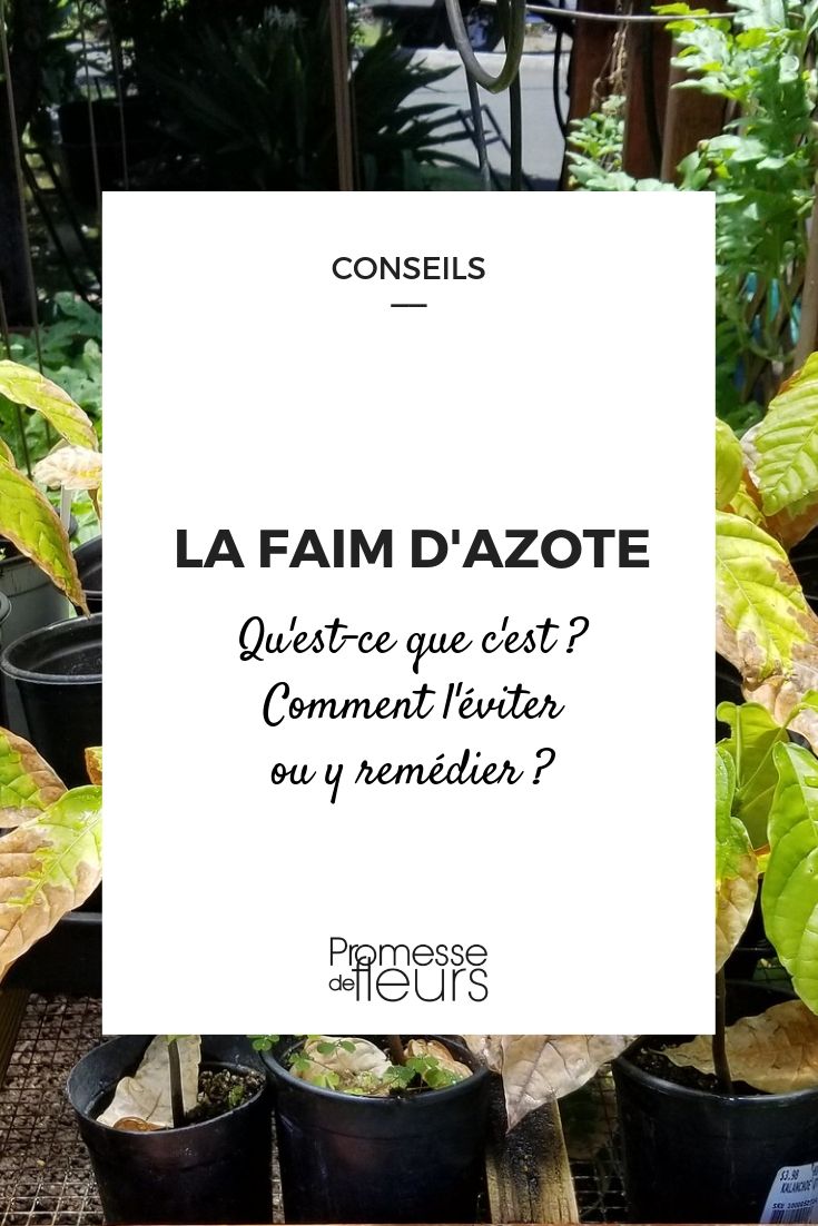 faim d'azote : conseils