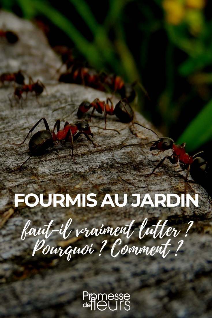 fourmis au jardin