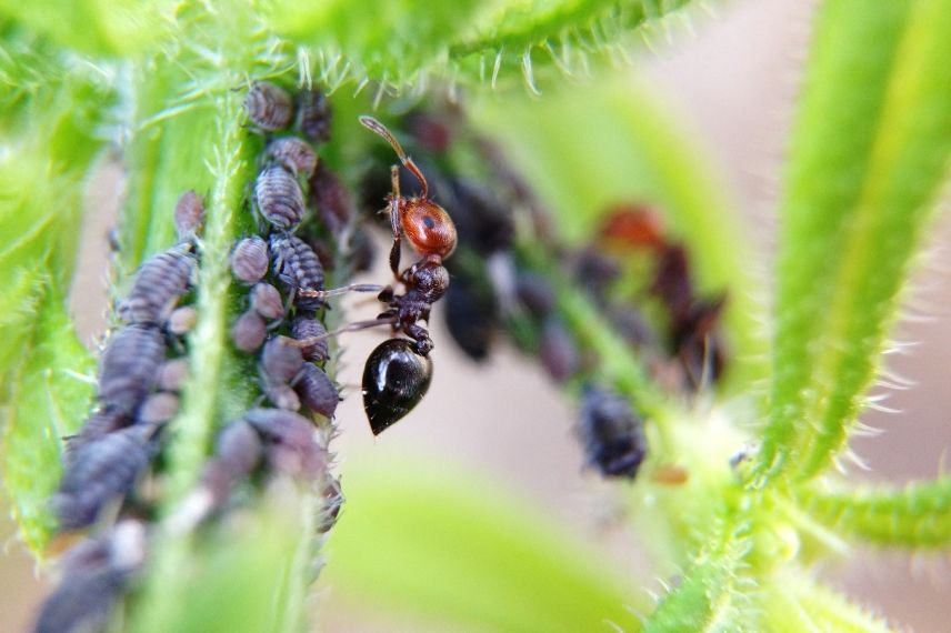 Les fourmis du jardin