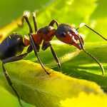 Fourmis au jardin : faut-il vraiment lutter ?