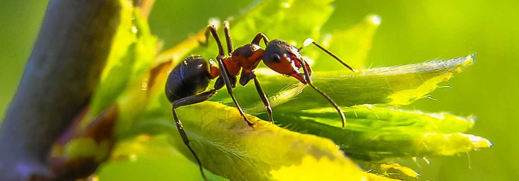 Fourmis au jardin : faut-il vraiment lutter ? Comment ?