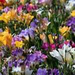 Freesia : plantation, culture, entretien