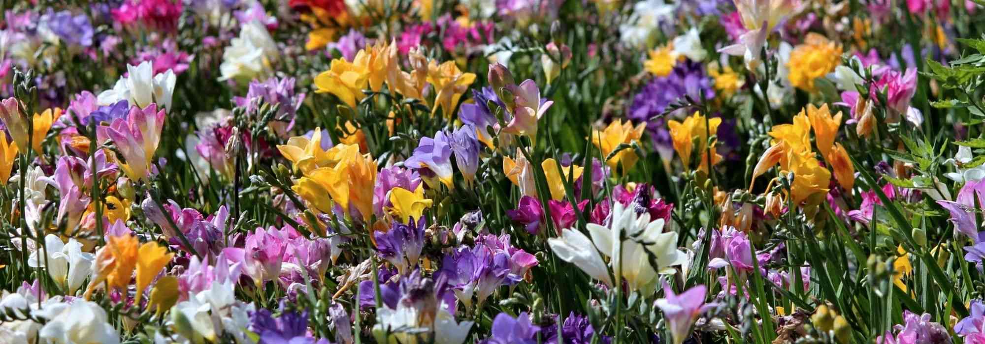 La fleur double, origine et mécanismes - Jardins de France