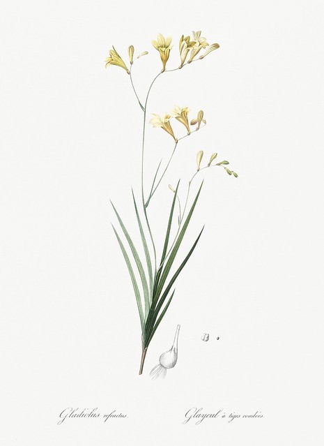 freesia