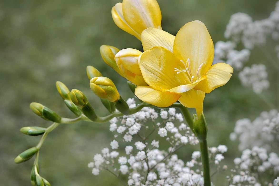 freesia