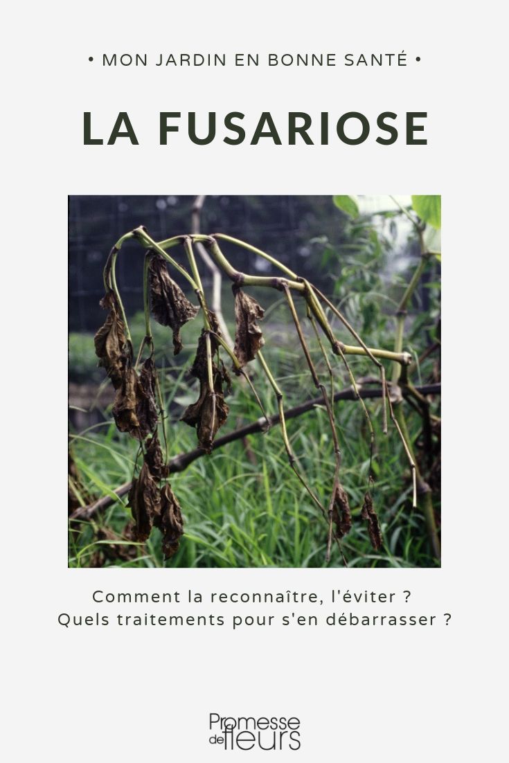 lutter contre la fusariose