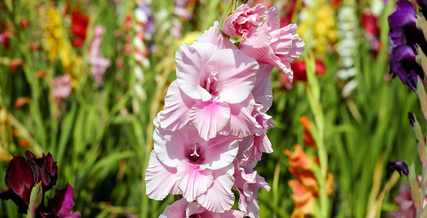 fleurs à couper pour de beaux bouquets