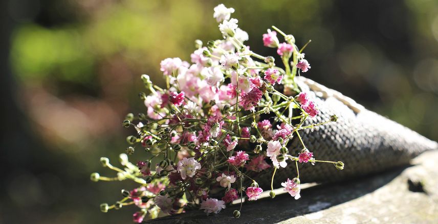 gypsophila