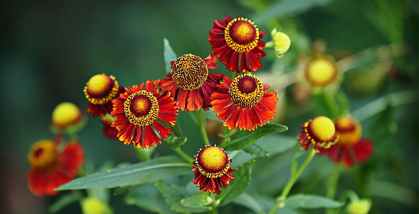 fleurs à couper pour de beaux bouquets