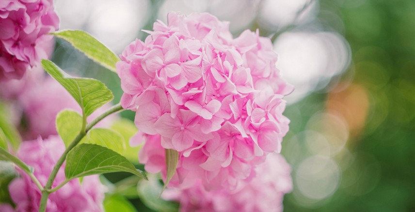 fleurs à couper pour de beaux bouquets