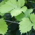 Houblon, humulus lupulus : plantation, culture et utilisation