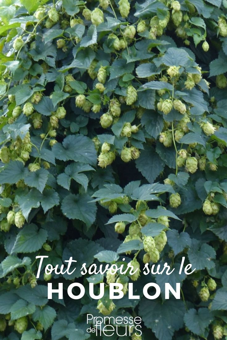 humulus lupulus tout savoir